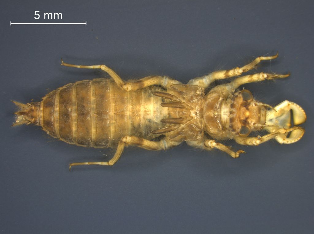 Orthetrum cancellatum